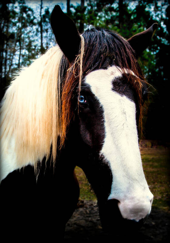 Blue Eyed Horses.horses Art Print featuring the photograph EYES of BLUE by Karen Wiles