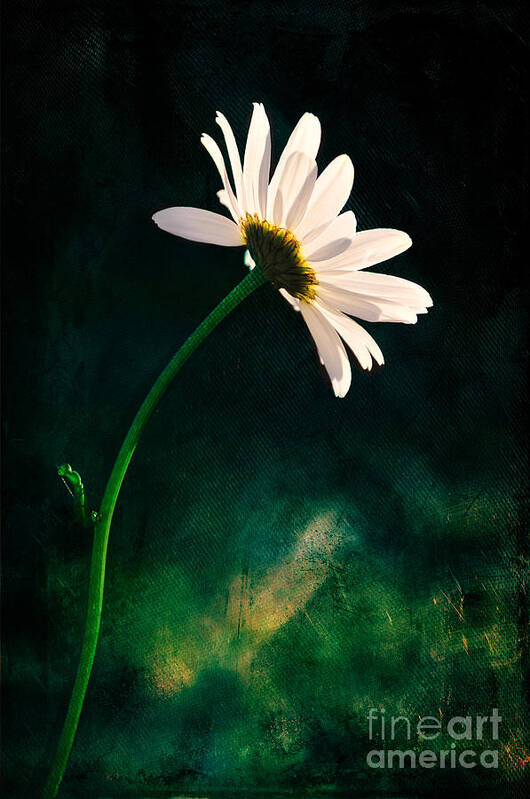 Leucanthemu_ Vulgare Art Print featuring the photograph Facing the Sun by Randi Grace Nilsberg