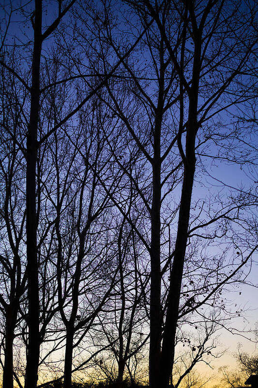Sycamore Art Print featuring the photograph Fading Light through the Sycamore Trees by Micah Goff