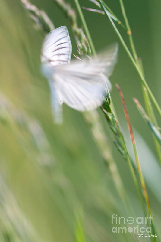 Butterfly Art Print featuring the photograph Fairy Butterfly by Jivko Nakev