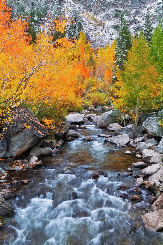 Aspen Art Print featuring the photograph Fall Color Along Bishop Creek, Inyo by Russ Bishop
