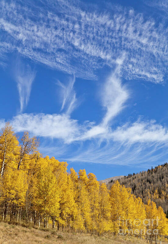 00559145 Art Print featuring the photograph Quaking Aspens in Fall by Yva Momatiuk John Eastcott