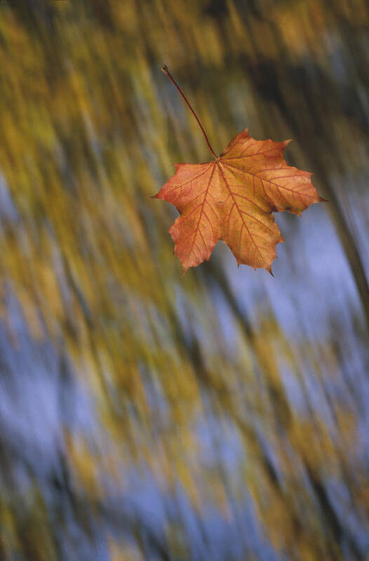 Feb0514 Art Print featuring the photograph Falling Maple Leaf by Konrad Wothe