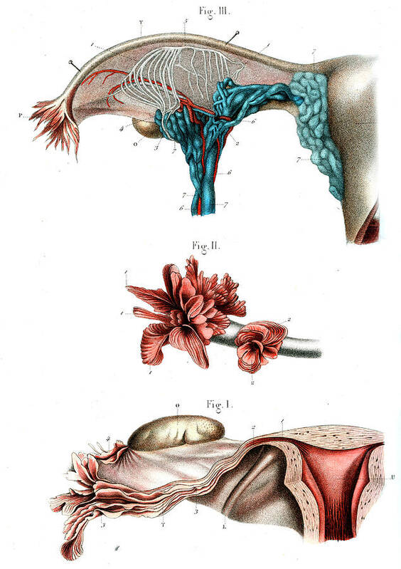 19th Century Art Print featuring the photograph Fallopian Tube Anatomy by Collection Abecasis