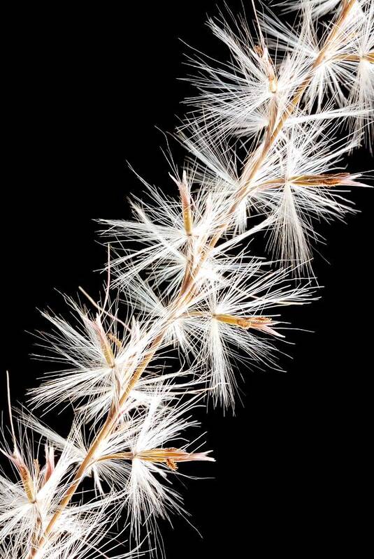 Feather Reed Grass Art Print featuring the photograph Feather Reed Grass by Jim Hughes