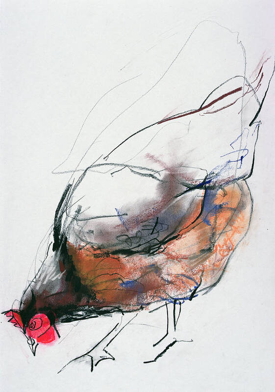 Hen Art Print featuring the drawing Feeding Hen, Trasierra by Mark Adlington