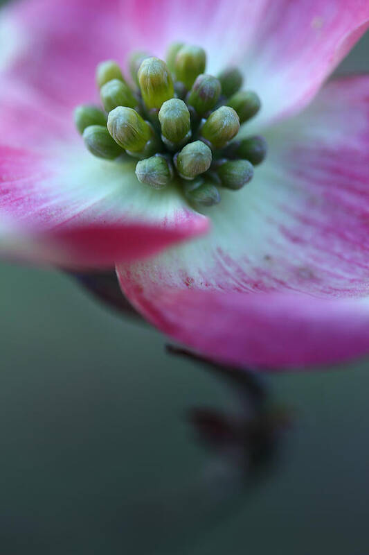 Dogwood Art Print featuring the photograph Feeling Good by Michael Eingle