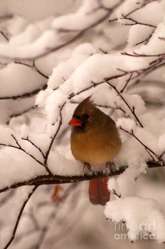 Cardinal Art Print featuring the photograph Female Cardinal in Snowy Branches by Jane Axman