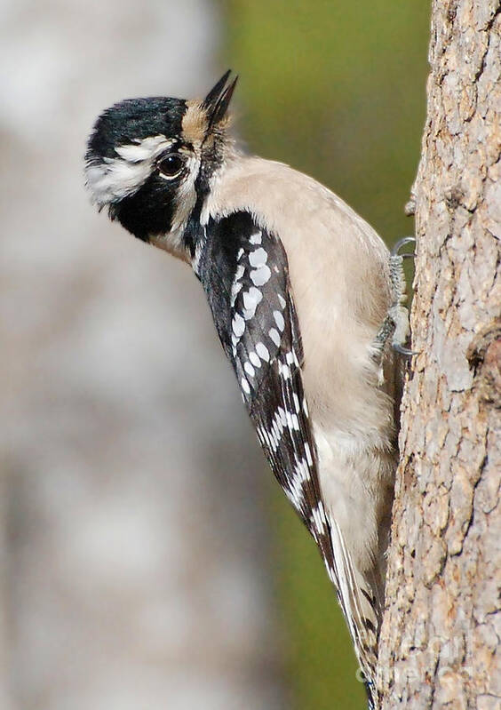 Birds Art Print featuring the photograph Female Hairy Woodpecker by Kathy Baccari