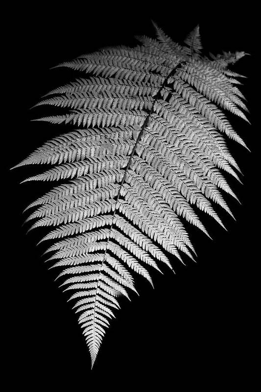 Plant Art Print featuring the photograph Fern by Alexey Stiop