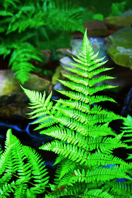 Ferns Art Print featuring the digital art Ferns by Kara Stewart