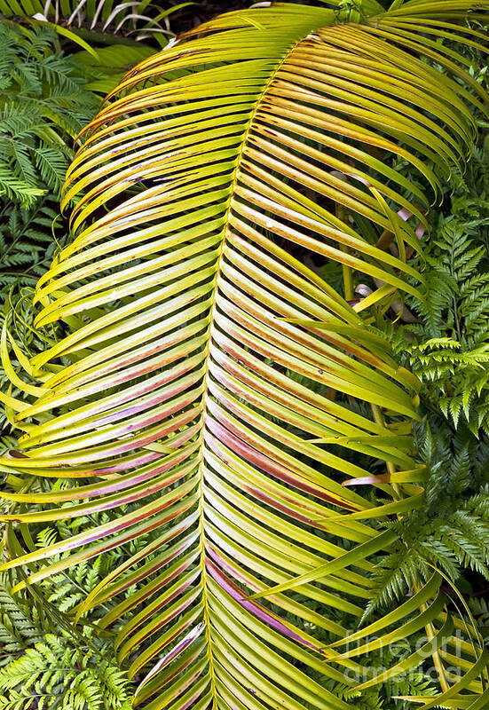 Kate Brown Art Print featuring the photograph Ferns by Kate Brown