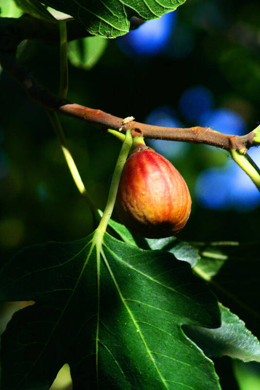 Fig Tree Art Print featuring the digital art Fig Ready 4 Jam by Joseph Coulombe