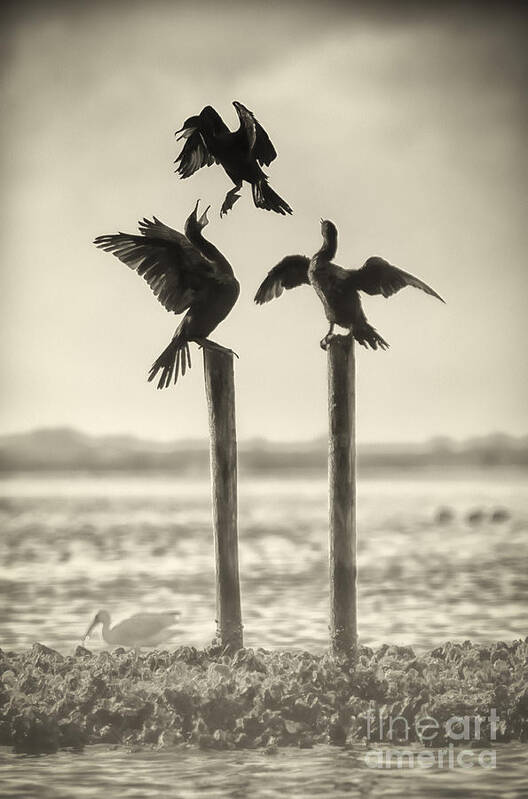 Bird Art Print featuring the photograph Find Your Own Perch by Richard Mason