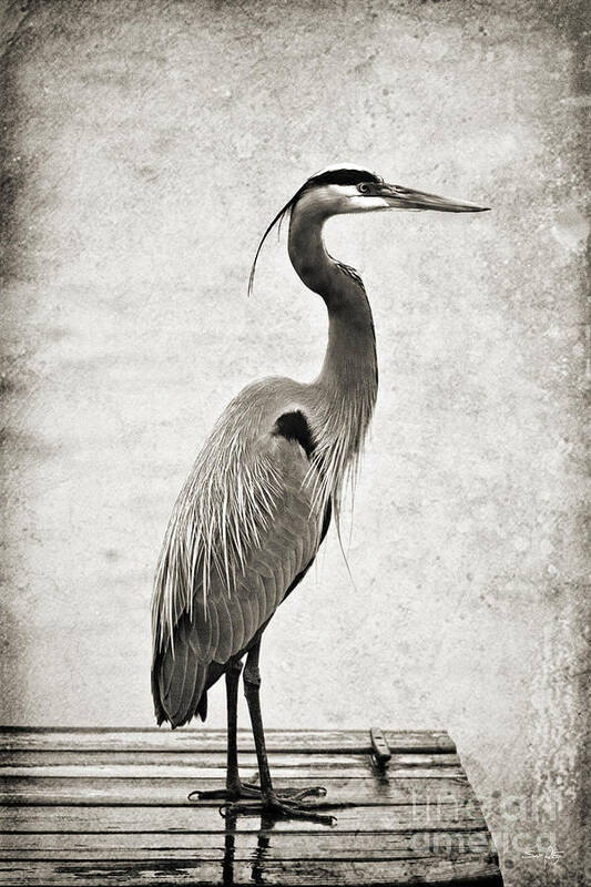 Heron Art Print featuring the photograph Fishing from the Dock by Scott Pellegrin