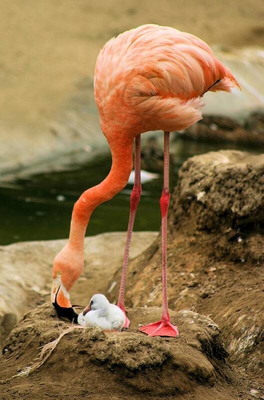 Flamingo Art Print featuring the photograph Flamingo and Chick by Jane Girardot