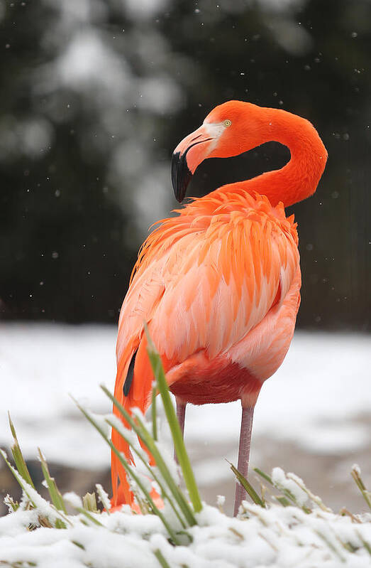 Bird Art Print featuring the photograph Flamingo in Snow by Jack Nevitt