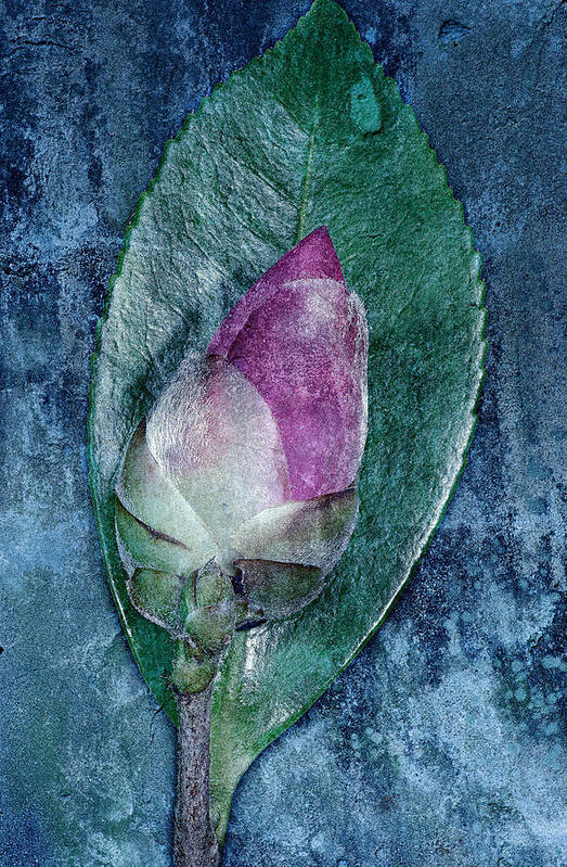 Bud Art Print featuring the photograph Flower bud by Russell Brown