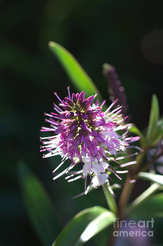 Flower Art Print featuring the photograph Flower-hebe by Joy Watson