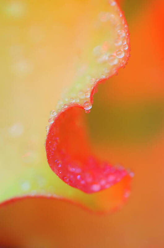 Abstract Art Print featuring the photograph Flower Petal With Rain Drop by Jaynes Gallery