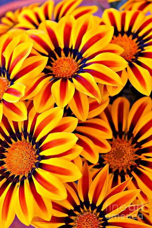 Gazania Art Print featuring the photograph Flower Power by Clare Bevan