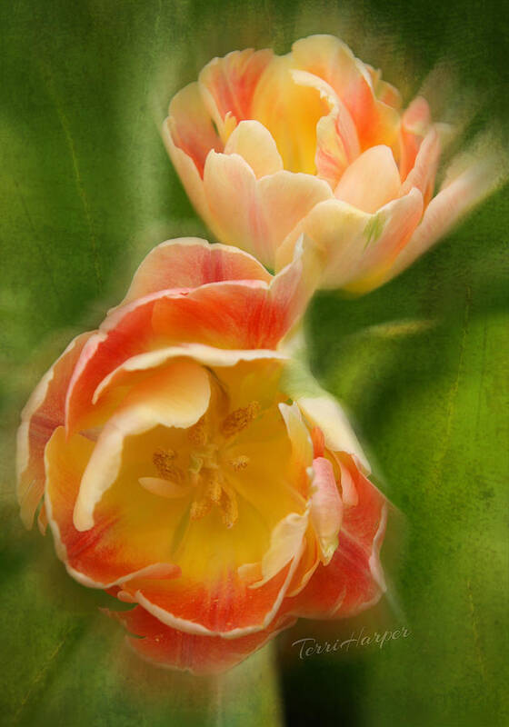 Tulips Art Print featuring the photograph Flower Power Revisited by Terri Harper