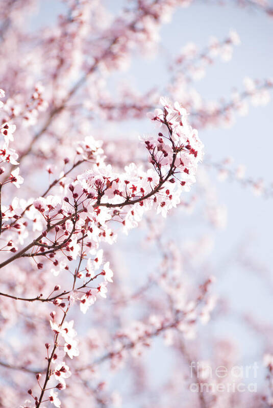 Bloom Art Print featuring the photograph Flowering Tree in Spring by Juli Scalzi