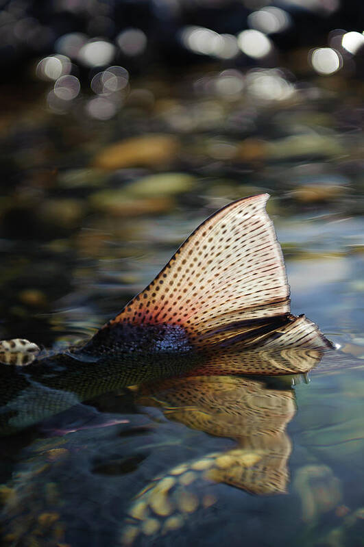 Fly Fishing For Trout In Patagonia Art Print by Mark Lance
