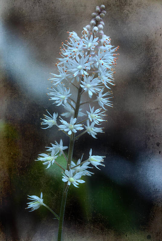 Foam Flower Art Print featuring the photograph Foam Flower by Michael Eingle