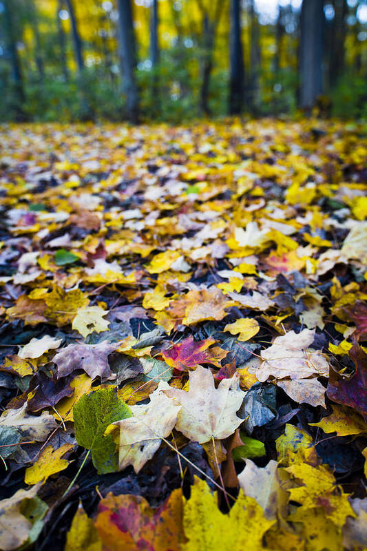 Fall Art Print featuring the photograph Foliage by Sebastian Musial