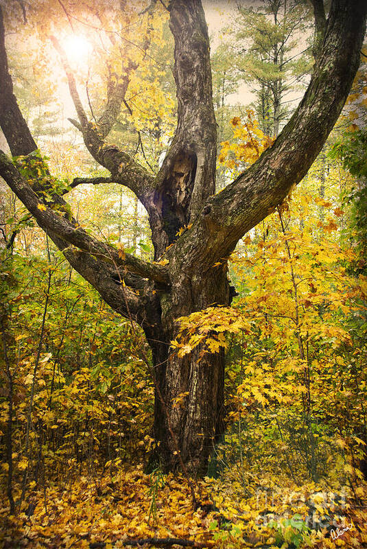 Tree Art Print featuring the photograph Forest by Alana Ranney
