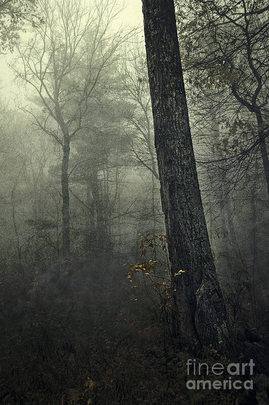 Dark Art Print featuring the photograph Forest by HD Connelly