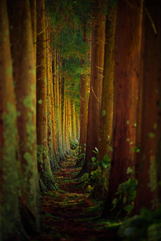 Wildlife Art Print featuring the photograph Forest by Rui Caria