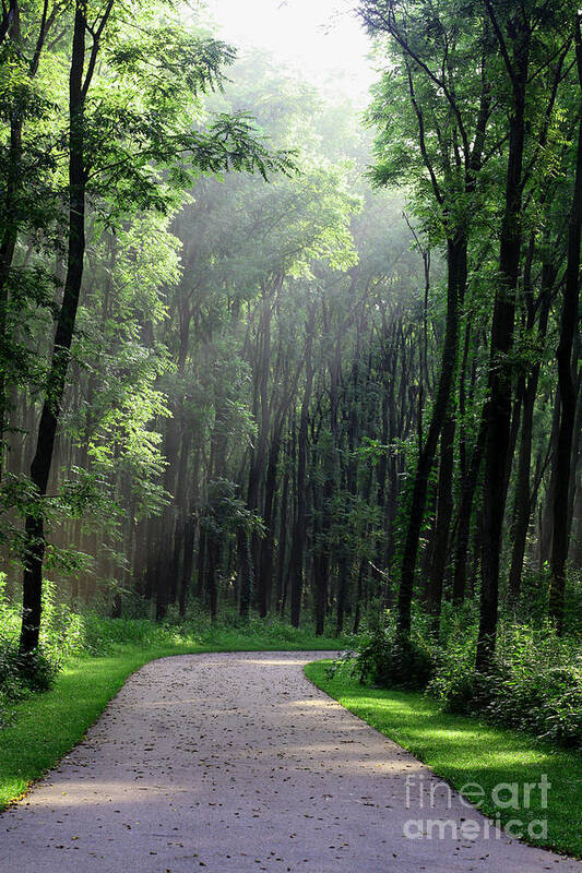 Trees Art Print featuring the photograph Forest Walk by Anita Oakley