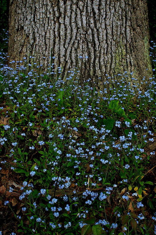 Forget-me-not Blossoms Art Print featuring the photograph Forget-Me-Not by Randy Pollard