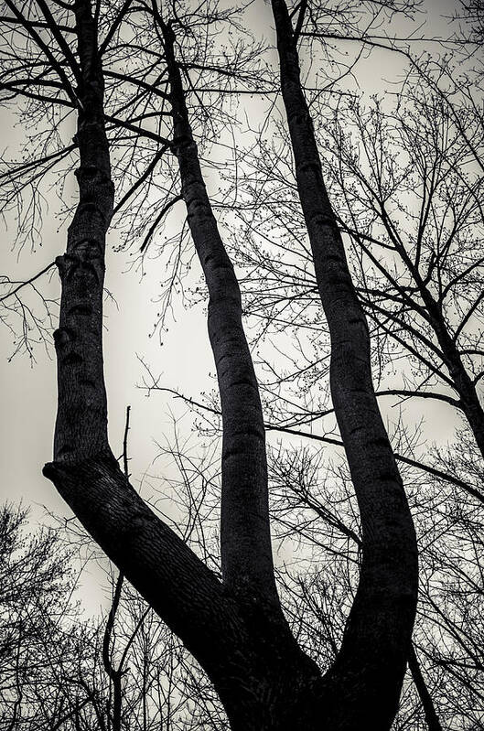 Tree Art Print featuring the photograph Forked by Off The Beaten Path Photography - Andrew Alexander