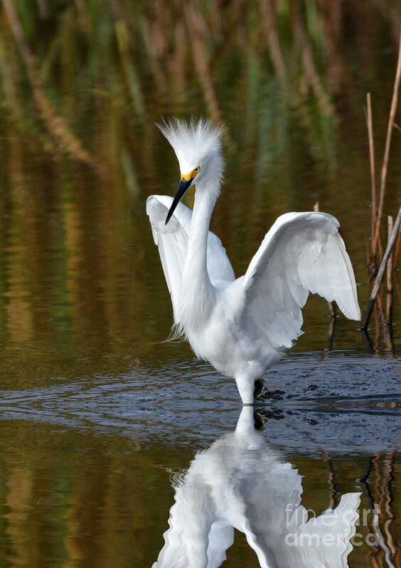 Egrets Art Print featuring the photograph Frazzled by Kathy Baccari