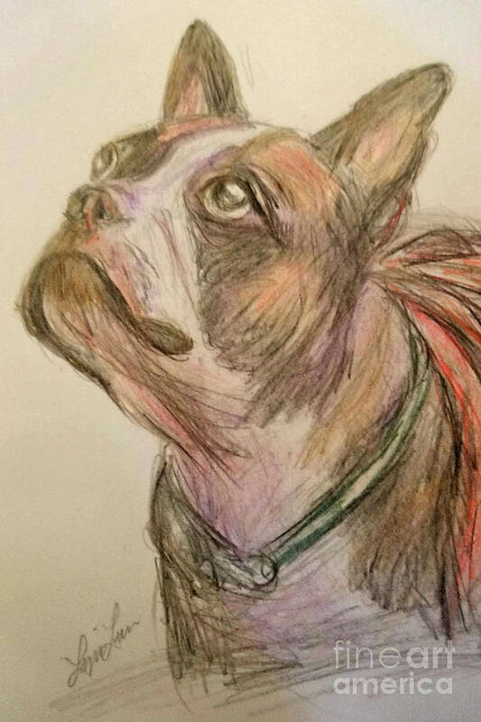 Animal Art Print featuring the drawing French Bull Dog by Lyric Lucas