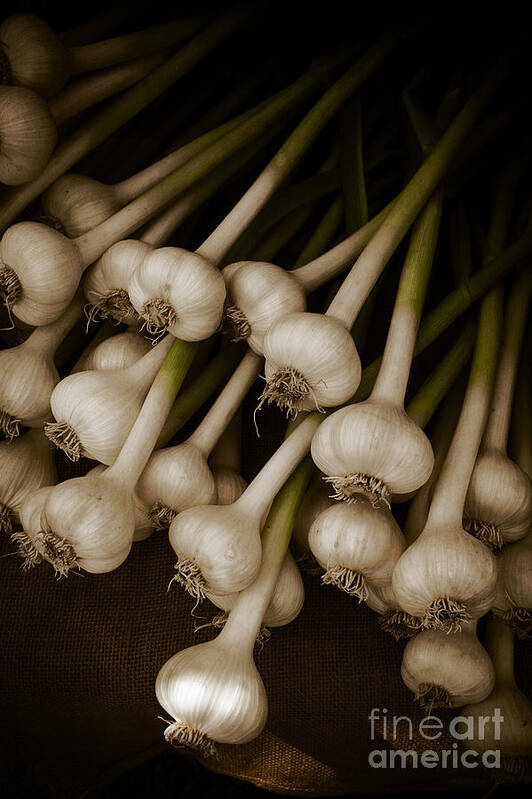 Food Art Print featuring the photograph Fresh Garlic by Edward Fielding