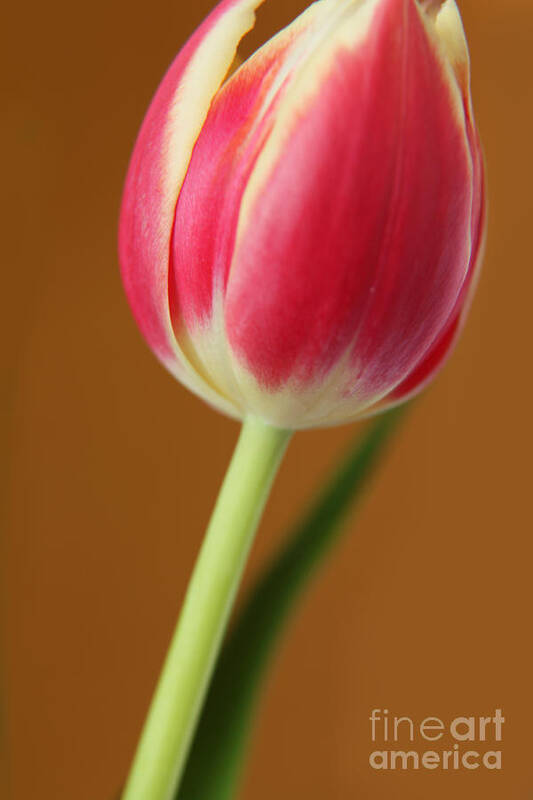 Tulips Art Print featuring the photograph Fresh Tulip by Eden Baed