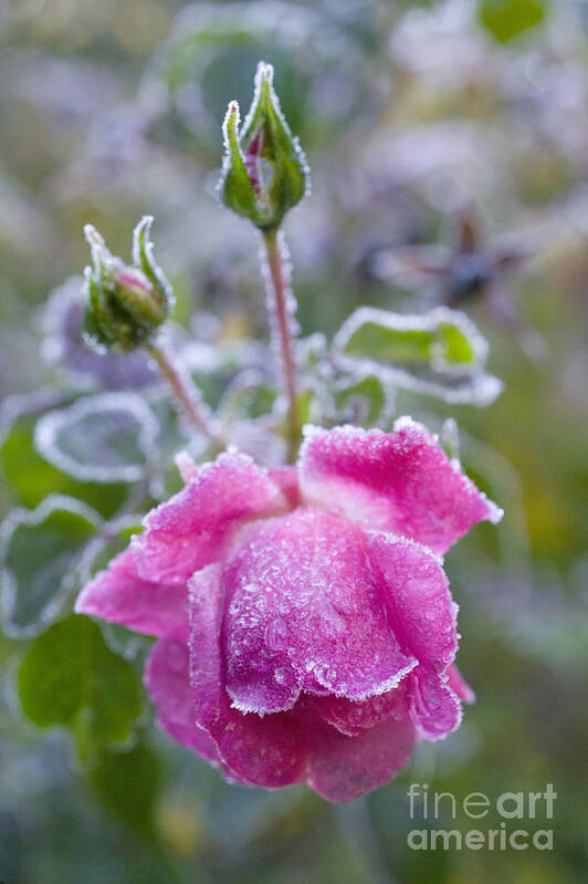 Frost Art Print featuring the photograph Frost on a Rose by Mark Harmel