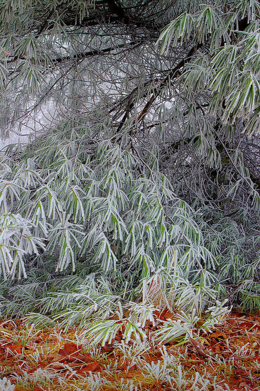 Frosted Pine Art Print featuring the photograph Frosted Pines On The Ground by Michael Eingle