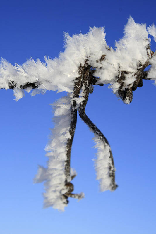 Blue Art Print featuring the photograph Frosty Wire by Richard Stedman