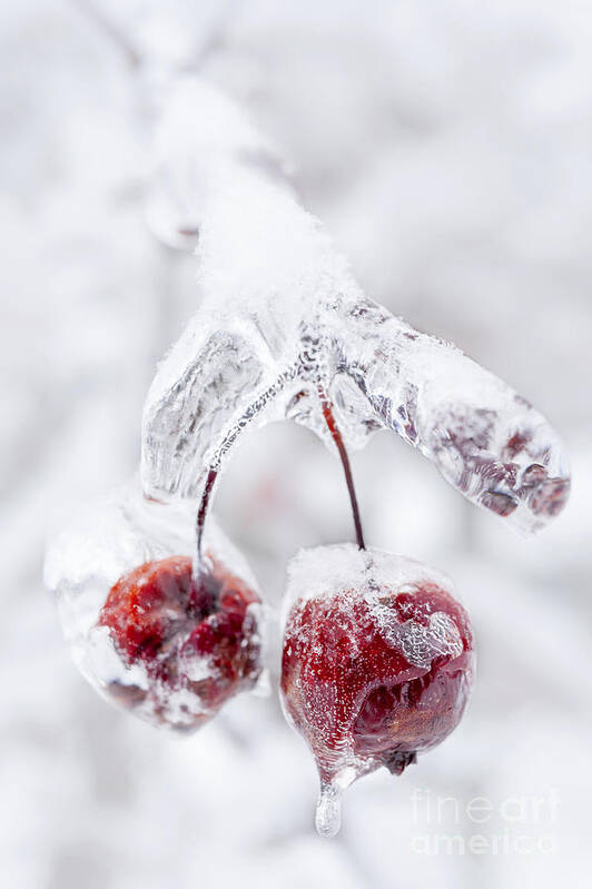 Crabapples Art Print featuring the photograph Frozen crab apples on icy branch by Elena Elisseeva