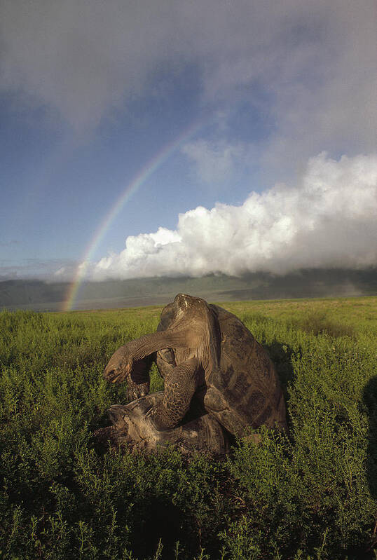 Feb0514 Art Print featuring the photograph Galapagos Giant Tortoises Mating Alcedo by Tui De Roy