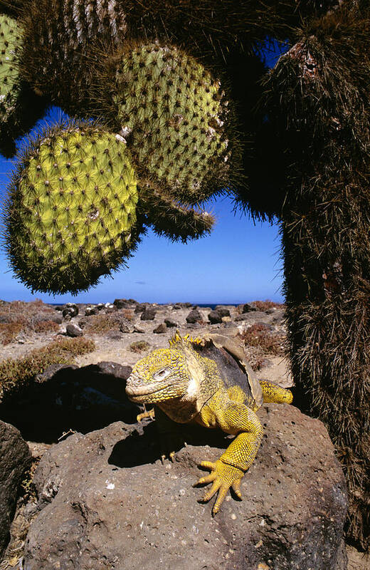 Feb0514 Art Print featuring the photograph Galapagos Land Iguana Basking Ecuador by D. & E. Parer-Cook