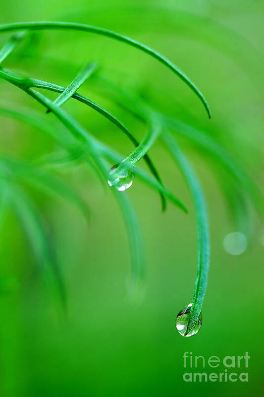 Dew Drops Art Print featuring the photograph Garden Gifts by Michael Eingle
