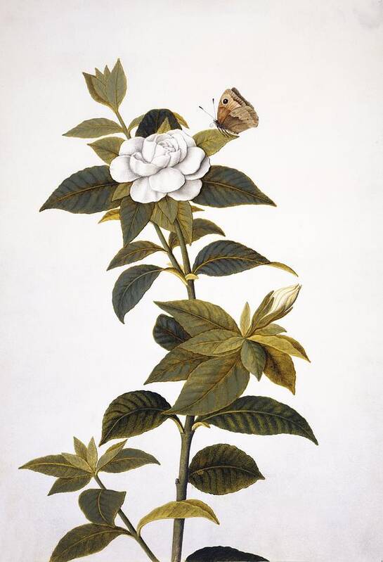 Gardenia Art Print featuring the photograph Gardenia and butterfly, 18th century by Science Photo Library