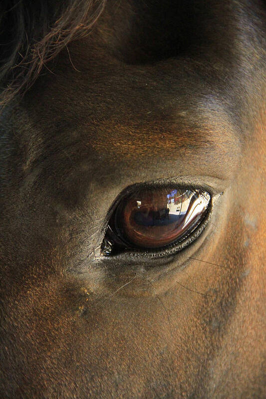 Horse Art Print featuring the photograph Gateway to a horses soul by Shoal Hollingsworth