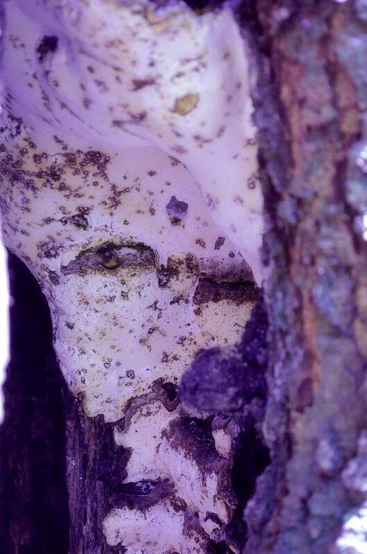 Ghost Art Print featuring the photograph Ghost in the Tree by Laureen Murtha Menzl